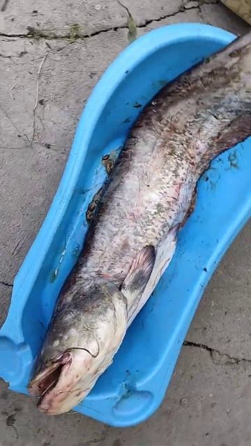 Сом крупный разделка на фелейные куски смотреть онлайн