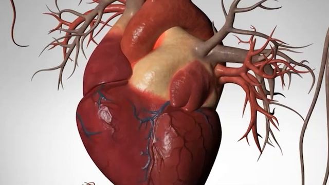 Чем ОПАСНА гипертрофия левого желудочка? Признаки, лечение, прогноз жизни
