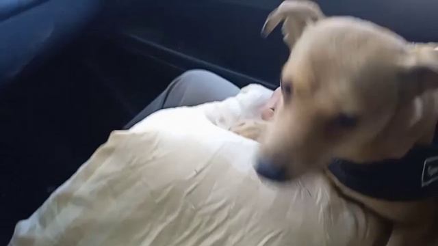 Перевозим Плюшу из квартиры в дом1