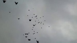 голуби Бердянск2