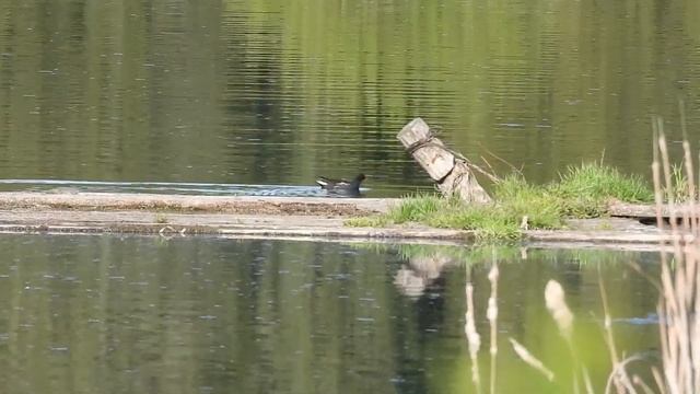 №3527 15 05 2023 Камышница смотреть онлайн