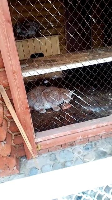 Рыси пойманы 🐆Они съели 4 человека ШОК КОНТЕНТ смотреть онлайн