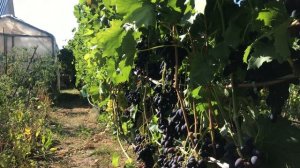 Моя пятірка кращих сортів - Тхортон Ландиш Надія азос Ладанний -2 \ПРОДОВЖЕННЯ/