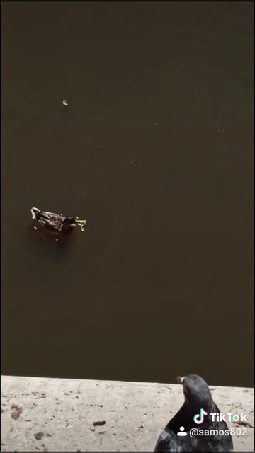 королевская рыба, в Гатчинском парке смотреть онлайн