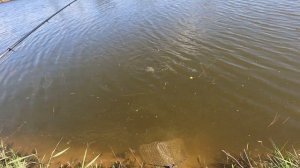КЛЕВ САЗАНА НА КУКУРУЗУ! Рыбалка на две ночевки. Рыбалка в Астраханской области