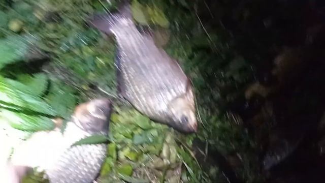 Неплохо половил в ближайшем Подмосковье ... смотреть онлайн