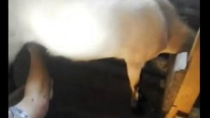 САМОДЕЛЬНЫЙ ДОИЛЬНЫЙ СТАНОК ДЯ КОЗ И ОВЕЦ