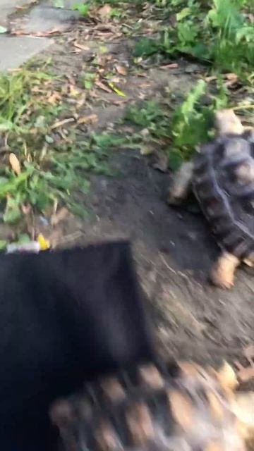 TORTOISES 🐢 HANGIN #youtubeshorts #shorts #turtle #tortoise #animal #reptiles смотреть онлайн