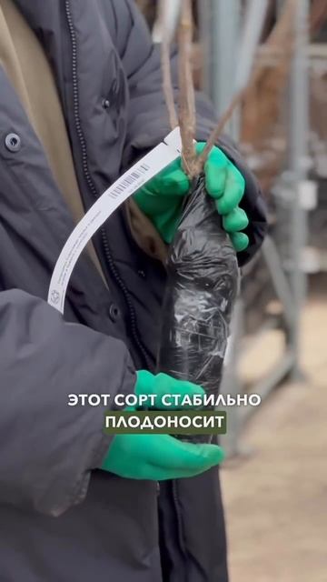 Смородина размером с вишню. Невероятный урожай крупной смородины. смотреть онлайн