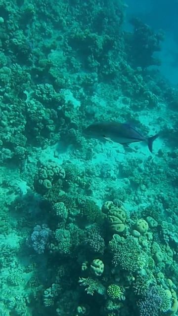 Time for diving. Бухта Sharks bay.Egypt. Red Sea. Египет. А теперь дайвинг. Шарм эль Шейх. Египет смотреть онлайн