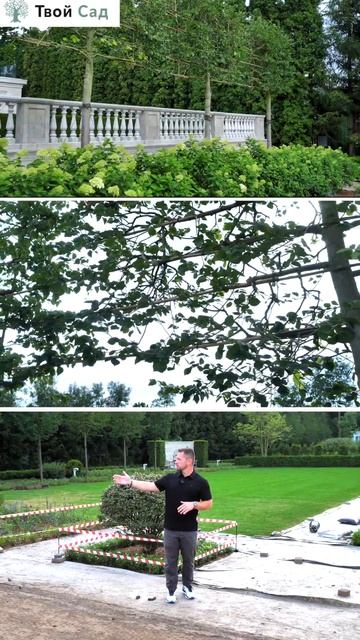 Балюстрада со шпалерными липами #shorts #ландшафтныйдизайн #ландшафт смотреть онлайн