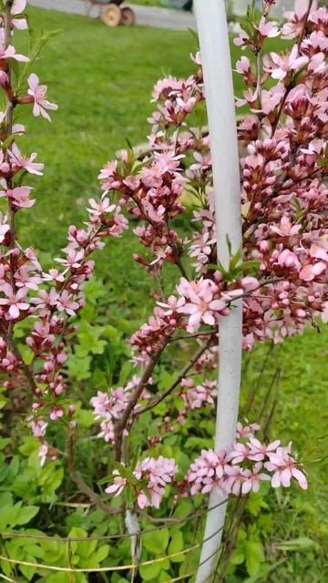 Саккура Сибирская