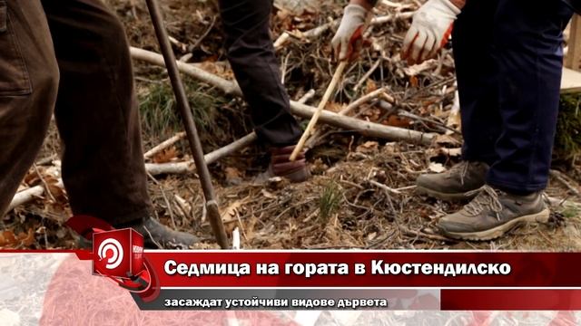 Седмица на гората в Кюстендилско - засаждат устойчиви видове дървета смотреть онлайн