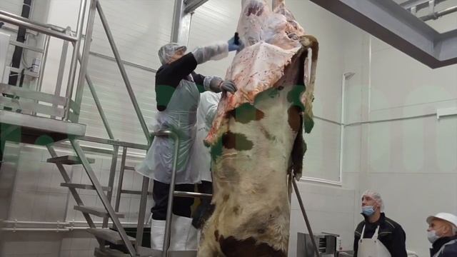 Двухуровневая площадка забеловки и перевешивания. Убой КРС. ХИТПРОМ смотреть онлайн