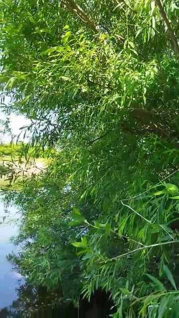 Как же классно на рыбалке #воронеж #дон #лето #рыбалка смотреть онлайн