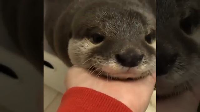 R34 Sam Samsung Girl NOT CLICKBAIT