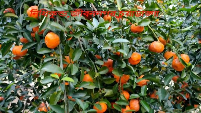 How to Cultivate Hybrid Oranges, How to grow Hybrids Orange смотреть онлайн