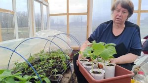 Мы вернулись домой и сразу принялись за работу. Решили обновить крышу на доме. Пикируем помидоры.