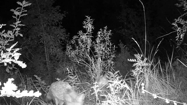 Little Fox In The Forest And His Mother 🦊 Catch In Trail Camera Outlife HT-001