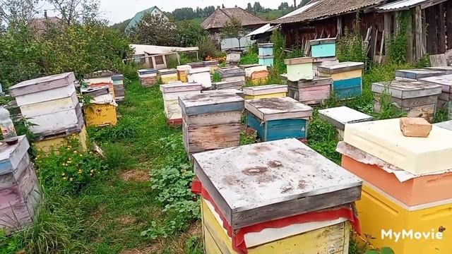 Снимаю мёд,готовлю пчёл к следующему году. смотреть онлайн