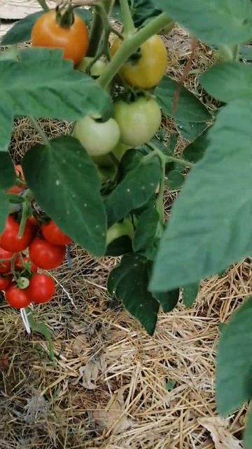 Томат,, Яблоневый спас,, смотреть онлайн