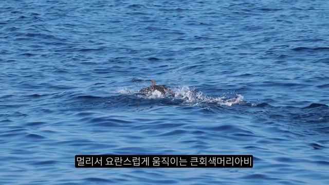 아니 진짜 펭귄이 있다니깐?ㅋㅋ한국인 98%는 모르는 동해바다의 놀라운 새들 смотреть онлайн