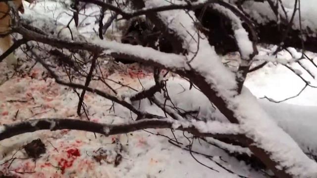 январь 2012 свинья 5 лет 160 кгIMG 0843 смотреть онлайн