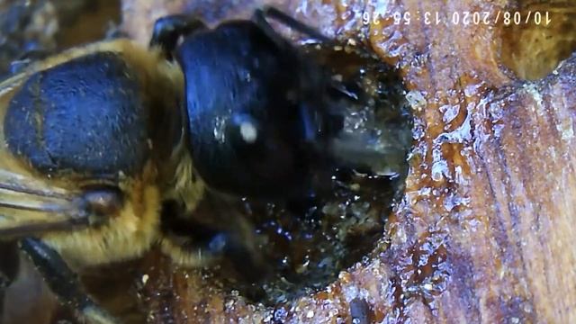 Die Asiatische Mörtelbiene baut ihr Nest aus Harz. смотреть онлайн
