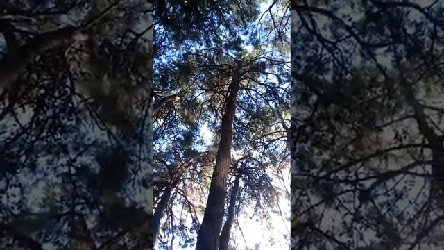 В соснах запутался ветер, сентябрь, Геленджик 2020 смотреть онлайн