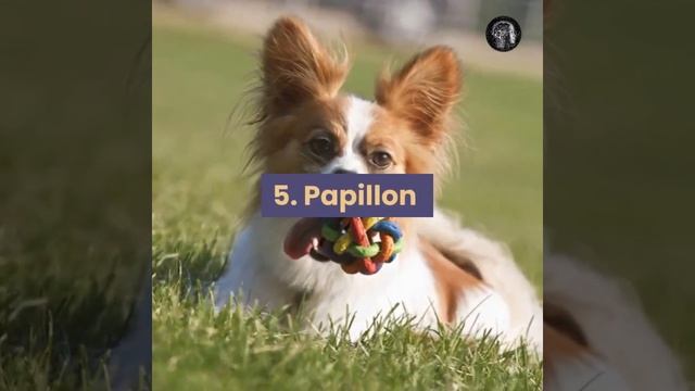 10 Most Playful Dog Breeds #shorts #dataiseverything #top10 #dogs #breed #trending #youtubetrending смотреть онлайн