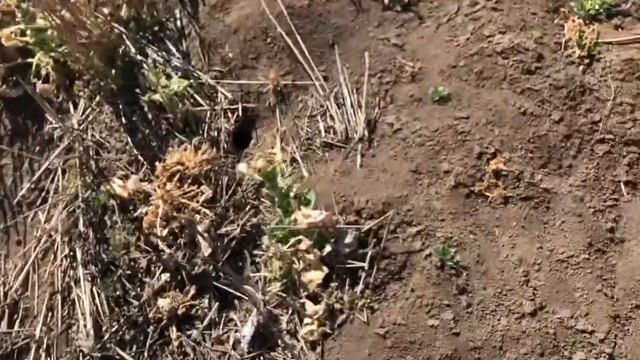 Морозы!!! Рапс не устоял.😢 смотреть онлайн