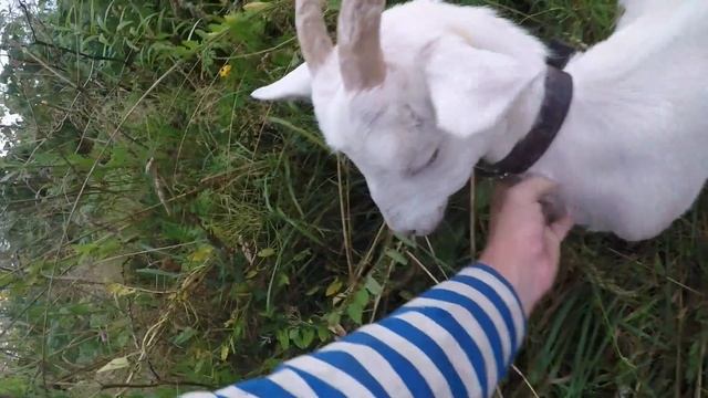 Собираем урожай//Наши дни//Копаем картошку