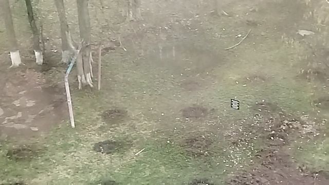 лысому двору - пересадку зелени!..