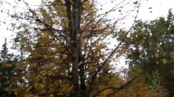 С ВЕТКИ НА ВЕТКУ