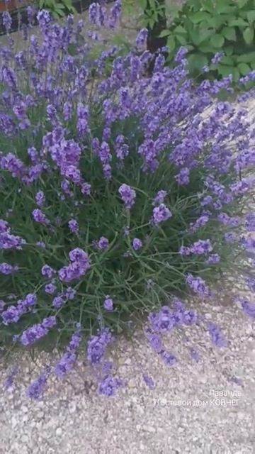 Гостевой дом Ковчег - Должанская