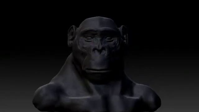 Wip Zbrush. Chimp Bust Study.
