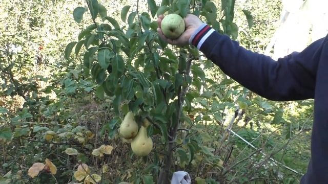 #сад #груши  Груши. Сбор урожая 2023 🍐🍐🍐  Pears. Harvest 2023