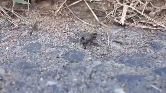 Recording Tapinoma Sessile Ants🐜 feasting on a Clad Beetle!!! смотреть онлайн