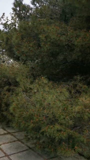 Алуштинский санаторий(1) смотреть онлайн