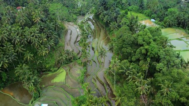 Рисовые террасы Tegallalang на острове Бали. Tegallalang Rice Terraces In Bali.