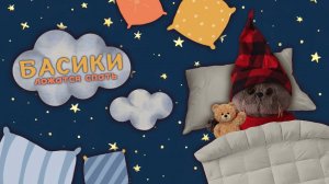 О том, как БАСИКИ ложатся спать | ВЕЧЕР С БАСИКАМИ
