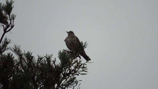 Drozd Brávník (Turdus Viscivorus)
