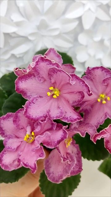 Фиалка АВ-Мексиканский Тушкан