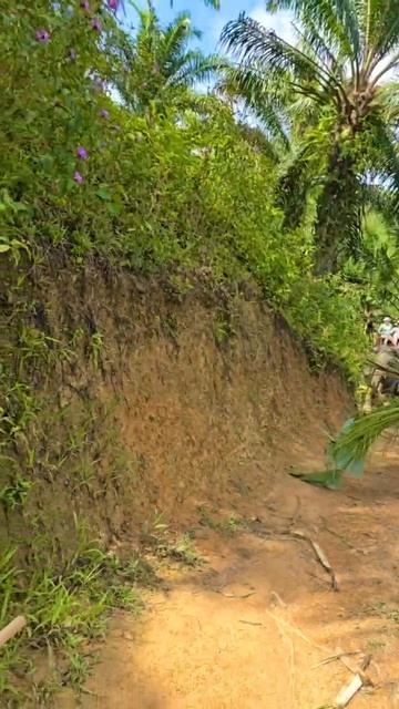 Покатались на слонах в Таиланде (провинция Краби) смотреть онлайн