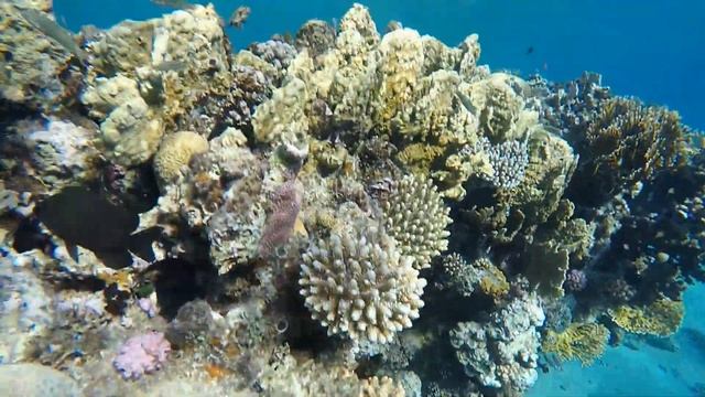 Happy Life Village, Дахаб, декабрь 2019г. Часть 4. Подводный мир смотреть онлайн