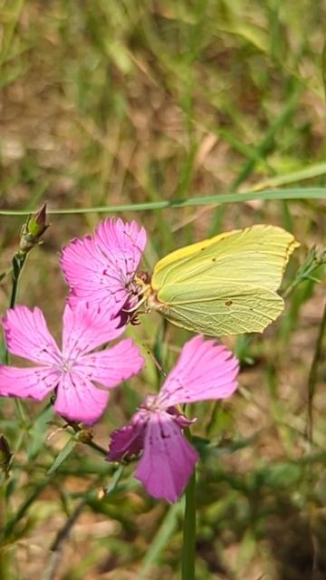 Бабочка Лимонница / Lemon Butterfly смотреть онлайн