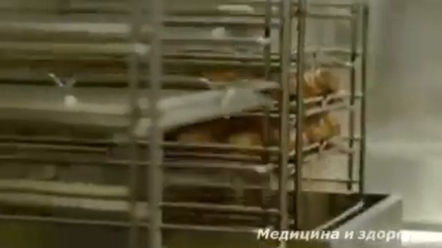 Захарли таомлар смотреть онлайн