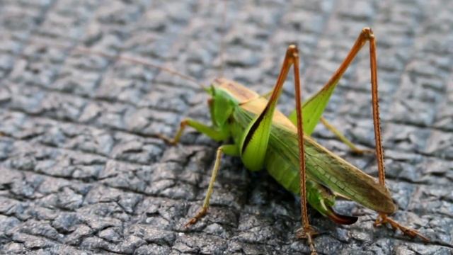 Grasshopper VS Cricket Differences | Difference Between Crickets and Grasshoppers Revealed смотреть онлайн