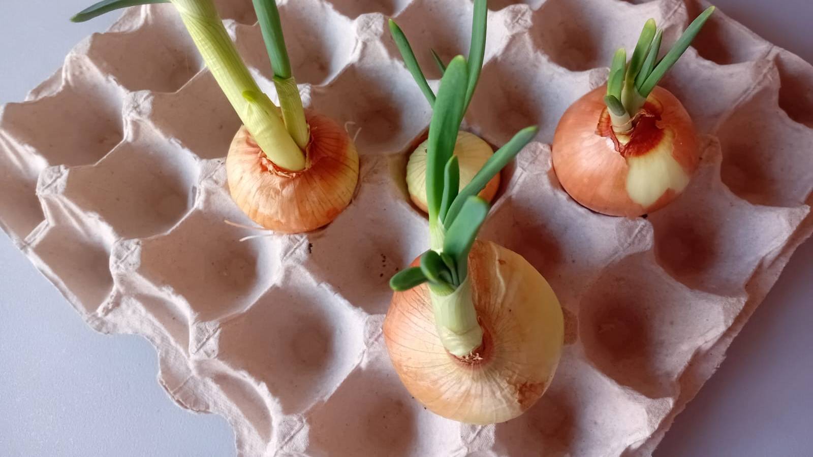 Когда и как высаживать лук севок. Лучшие дни для посадки лука и других овощей смотреть онлайн