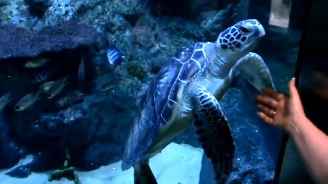 Тайланд ,Пхукет,отель Amora. острова Караби. смотреть онлайн